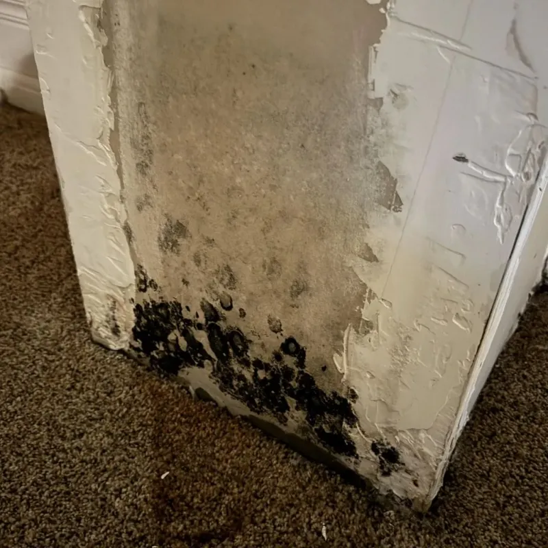 Professional Mold Removal in Kingsland, TX
